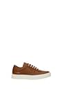 Common Projects Sneakers bball Women Leather Brown Tan